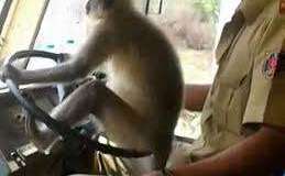 Un mono toma el volante de un autobús.