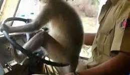 Un mono toma el volante de un autobús.