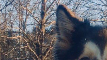 Canon, el husky fallecido. Suministrada