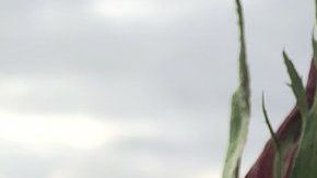 La misteriosa flor iba acompañada de un texto estremecedor.