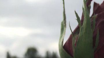 La misteriosa flor iba acompañada de un texto estremecedor.