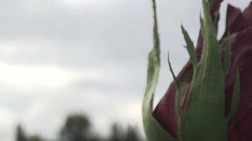 La misteriosa flor iba acompañada de un texto estremecedor.