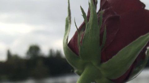 La misteriosa flor iba acompañada de un texto estremecedor.