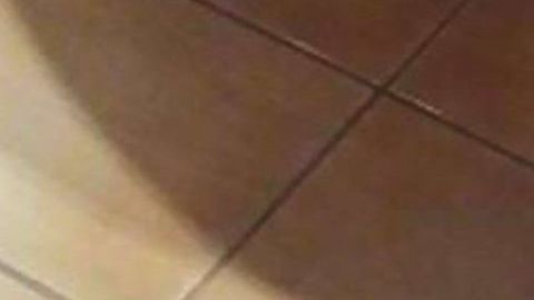 No es el animal que crees.