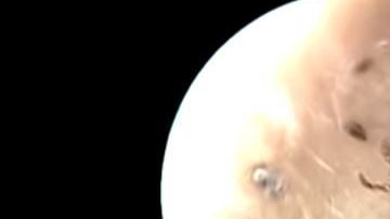 La garrapata se aferraba a la piel.