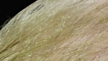 Luego de meses de arremeter contra Sessions públicamente Trump estaría listo a despedirlo