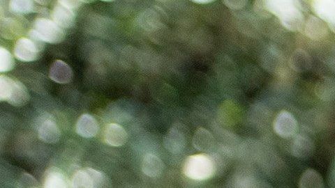 Chimamanda Adichie arremete contra la esposa de Trump