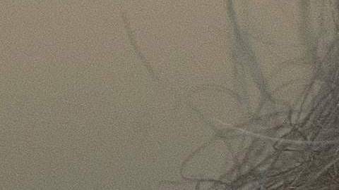 Donald Trump, el pesidente de los Estados Unidos