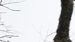 Un árbol desgajado sobre una casa en Panama City, Florida.