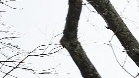 Un árbol desgajado sobre una casa en Panama City, Florida.