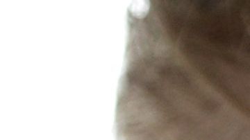 El presidente Trump ha cumplido gran parte de sus promesas.