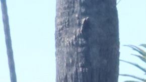 Cientos acudieron a deleitarse del festival por el Día de Muertos. / fotos: Jorge Luis Macías.