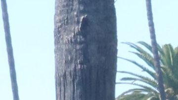 Cientos acudieron a deleitarse del festival por el Día de Muertos. / fotos: Jorge Luis Macías.