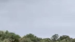 La jirafa tan solo tuvo 2 horas de vida.