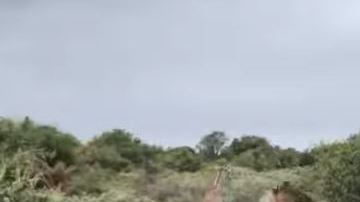 La jirafa tan solo tuvo 2 horas de vida.