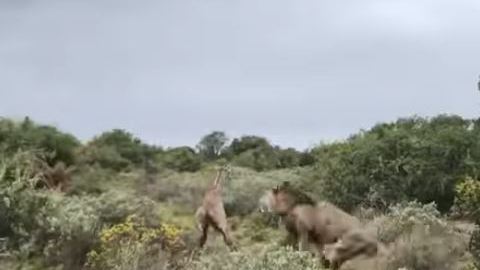 La jirafa tan solo tuvo 2 horas de vida.