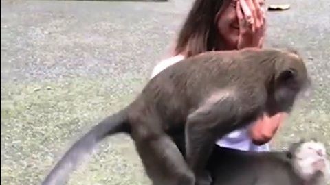 Los primates en plena acción