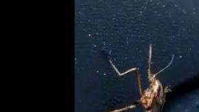 Estos mosquitos se alimentan de sangre.