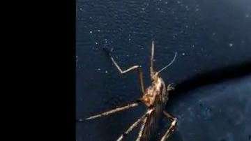 Estos mosquitos se alimentan de sangre.