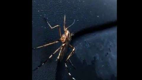 Estos mosquitos se alimentan de sangre.