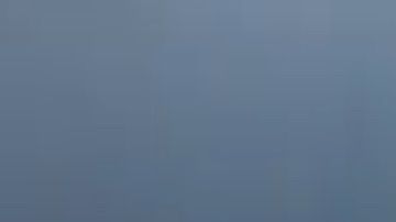 Este pequeño pit bull está listo para ser adoptado.