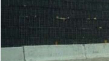 Un tiburón en Panama City, huyendo del huracán Michael.