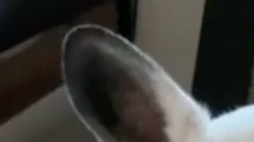 Uno de los vídeos de perritos que ya se hizo viral.