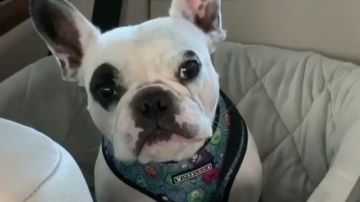 Uno de los vídeos de perritos que ya se hizo viral.