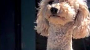 Un perrito rescatado luego de tener un accidente de auto.