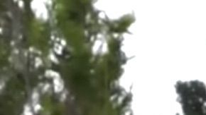 Tigres de Bengala blancos nacen en Crimea.