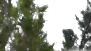 Tigres de Bengala blancos nacen en Crimea.