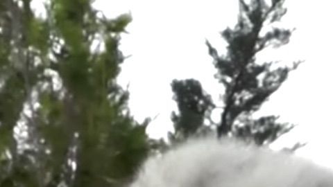 Tigres de Bengala blancos nacen en Crimea.