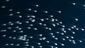 El semen es rico en nutrientes.