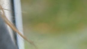 Así puedes deshabilitar momentáneamente tu cuenta de Whatsapp.