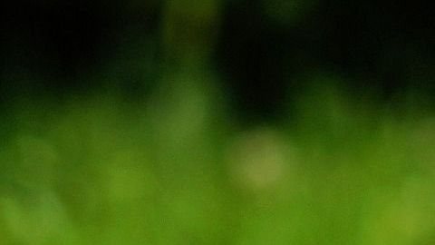 Se sintió amenazada y por eso lo atacó.