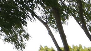 Aún no hay resultado de la elección para el Senado en Arizona.