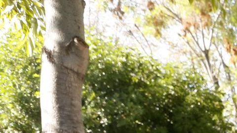 27% de los hispanos votaron por primera vez en estos comicios