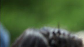 Si una persona nace en Estados Unidos, recibirá la ciudadanía estadounidense.