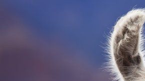 La llama tiene anticuerpos mucho más pequeños que los de los humanos.