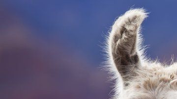 La llama tiene anticuerpos mucho más pequeños que los de los humanos.