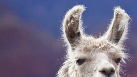 La llama tiene anticuerpos mucho más pequeños que los de los humanos.