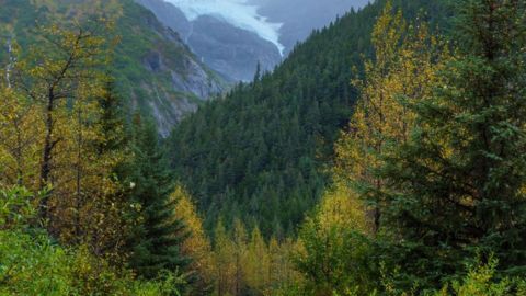 Los científicos piden un esfuerzo internacional para proteger los ecosistemas vírgenes.