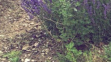 Katherine Hough sufre pérdida de cabello, síndrome del intestino irritable y dolor de articulaciones.