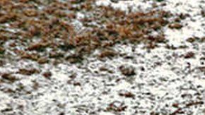 Los sentineleses siempre han resistido el contacto con los extranjeros.