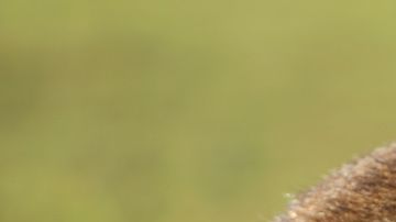 La habilidad de hacer heces cuadradas no es usual.