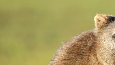 La habilidad de hacer heces cuadradas no es usual.