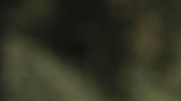 Santos Tecum se hizo el muerto para lograr sobrevivir el ataque. (Aurelia Ventura/ La Opinion)