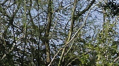 Los agentes no pueden detener a alguien basado en perfil racial, deben tener argumentos válidos