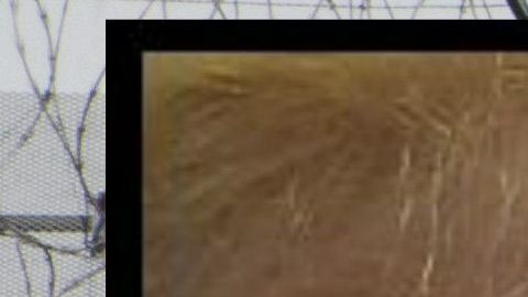 Se esperan largas demoras para viajeros que intenten ingresar a EEUU