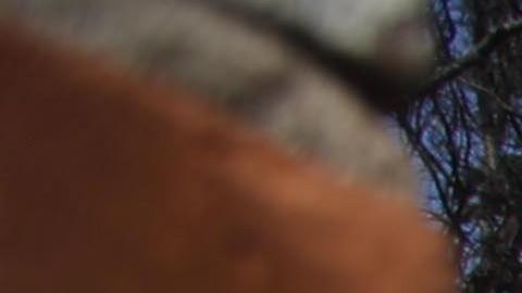 Los vientos vuelven a soplar dificultando la tarea de los bomberos.